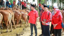 Ketua DPC PDI Perjuangan Kabupaten Sumenep, Dr. H. Achmad Fauzi Wongsojudo, secara simbolis menyerahkan hewan kurban mewakili MH. Said Abdullah. @suaradara.com