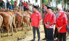 Jelang Iduladha 1447 H, Said Abdullah Salurkan 298 Ekor Sapi Kurban untuk Masyarakat Madura